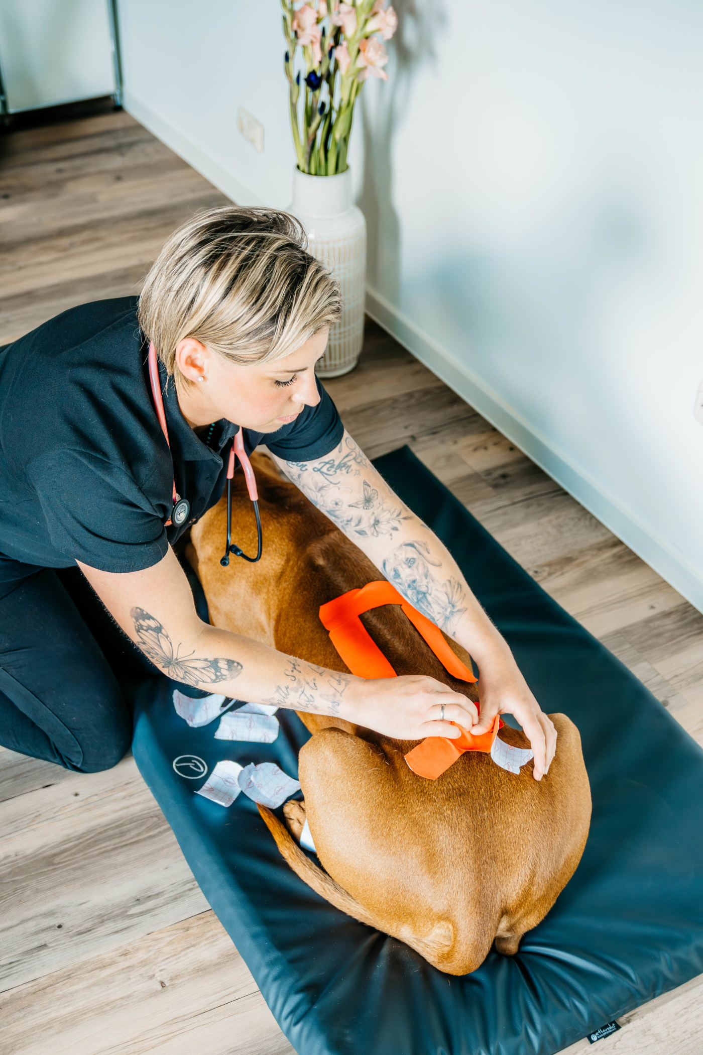 Kinesiotaping — Tape am Hund